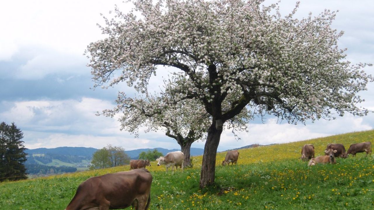 Ferienhof Fehr, Stiefenhofen Ferienhof Fehr, Stiefenhofen
